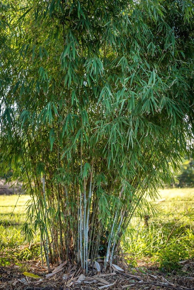 Buddha's Belly True (Bambusa Ventricosa)