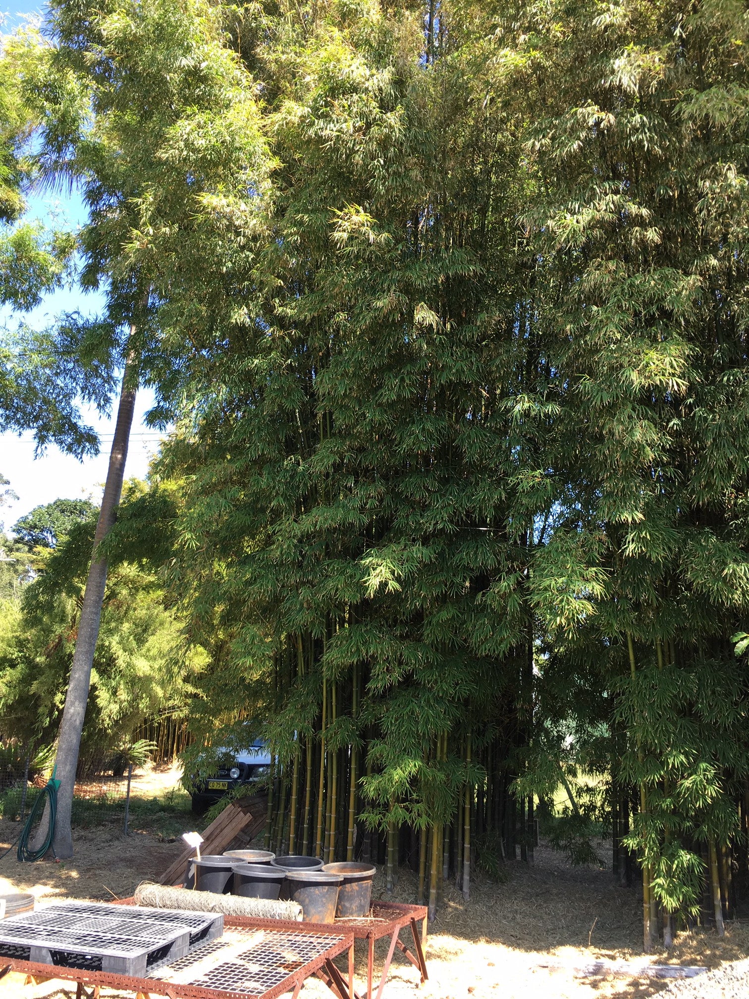 Thai Silk Fine Leaf (Bambusa nana) – Bamboo World Nursery