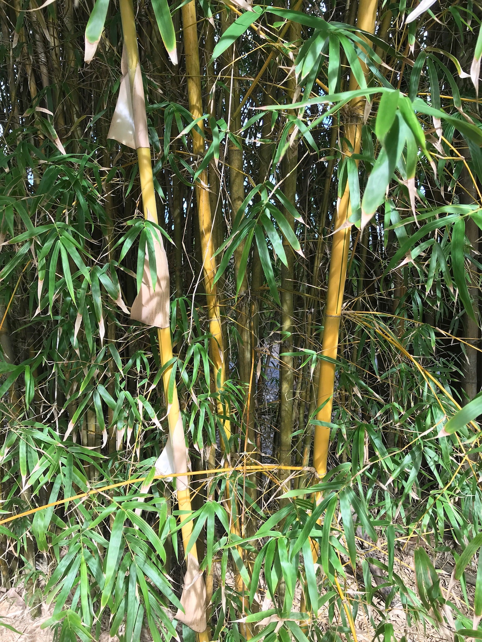 China Gold (Bambusa eutuldoides var Viridi-vittata) – Bamboo World Nursery