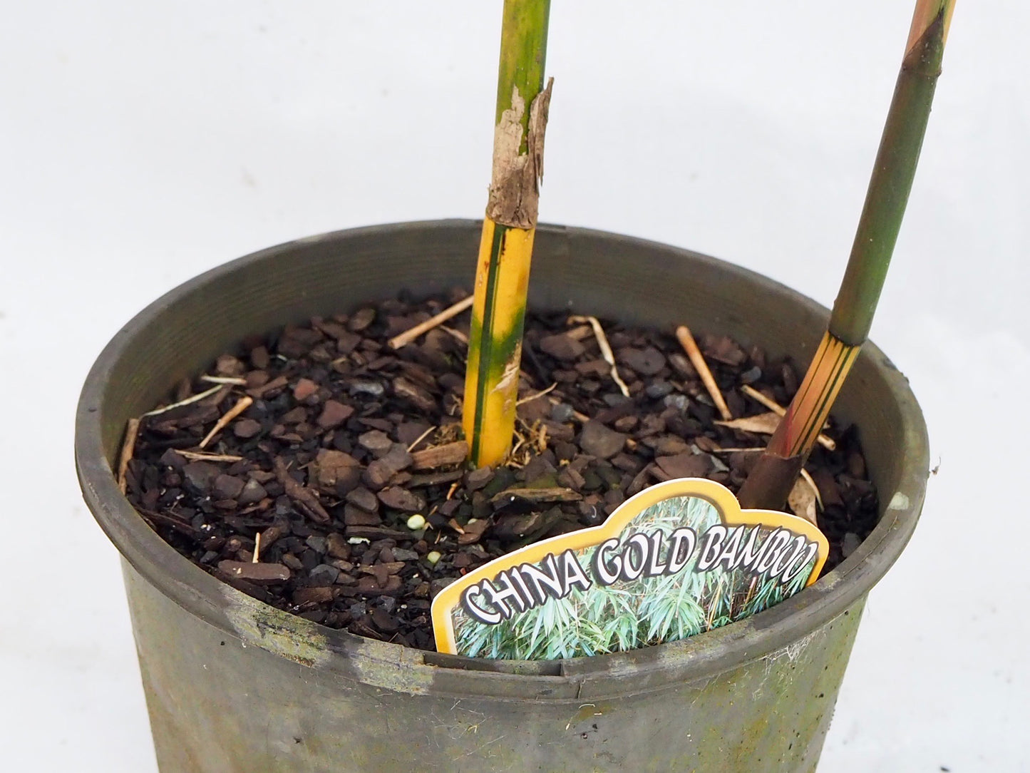 China Gold (Bambusa eutuldoides var Viridi-vittata)