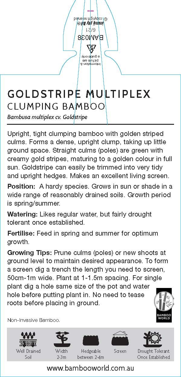 Goldstripe Mulitplex - Bambusa Multiplex Goldstripe - TOP SELLER