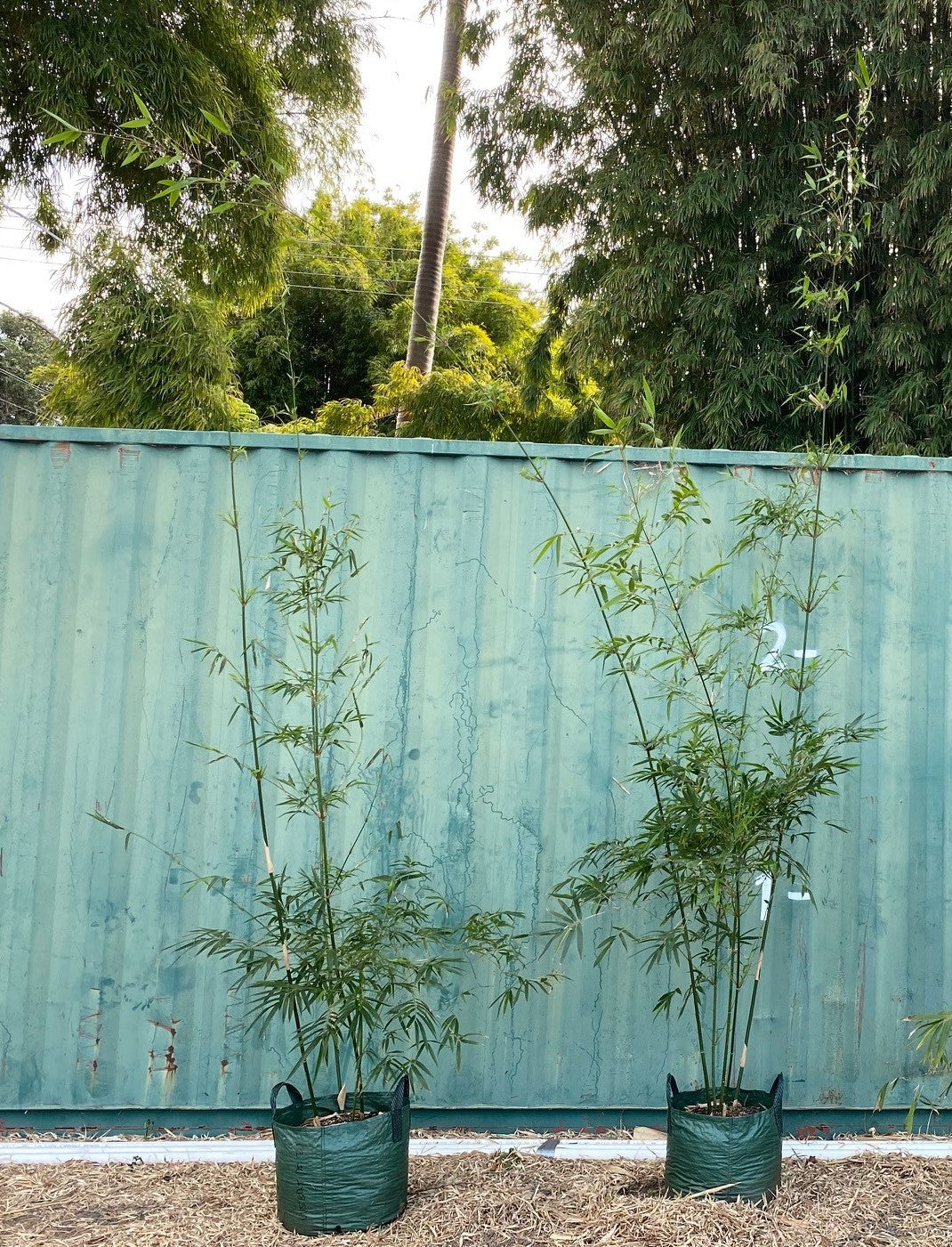 Goldstripe Mulitplex - Bambusa Multiplex Goldstripe - TOP SELLER