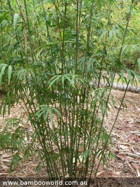 jade bamboo plant Purple Jade (Drepanostachyum khasianum) – Bamboo World Nursery