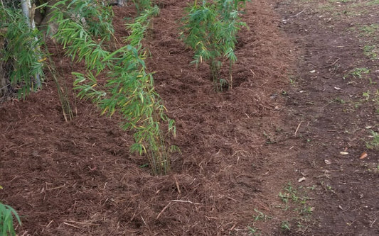 PLANTING YOUR NEW BAMBOO