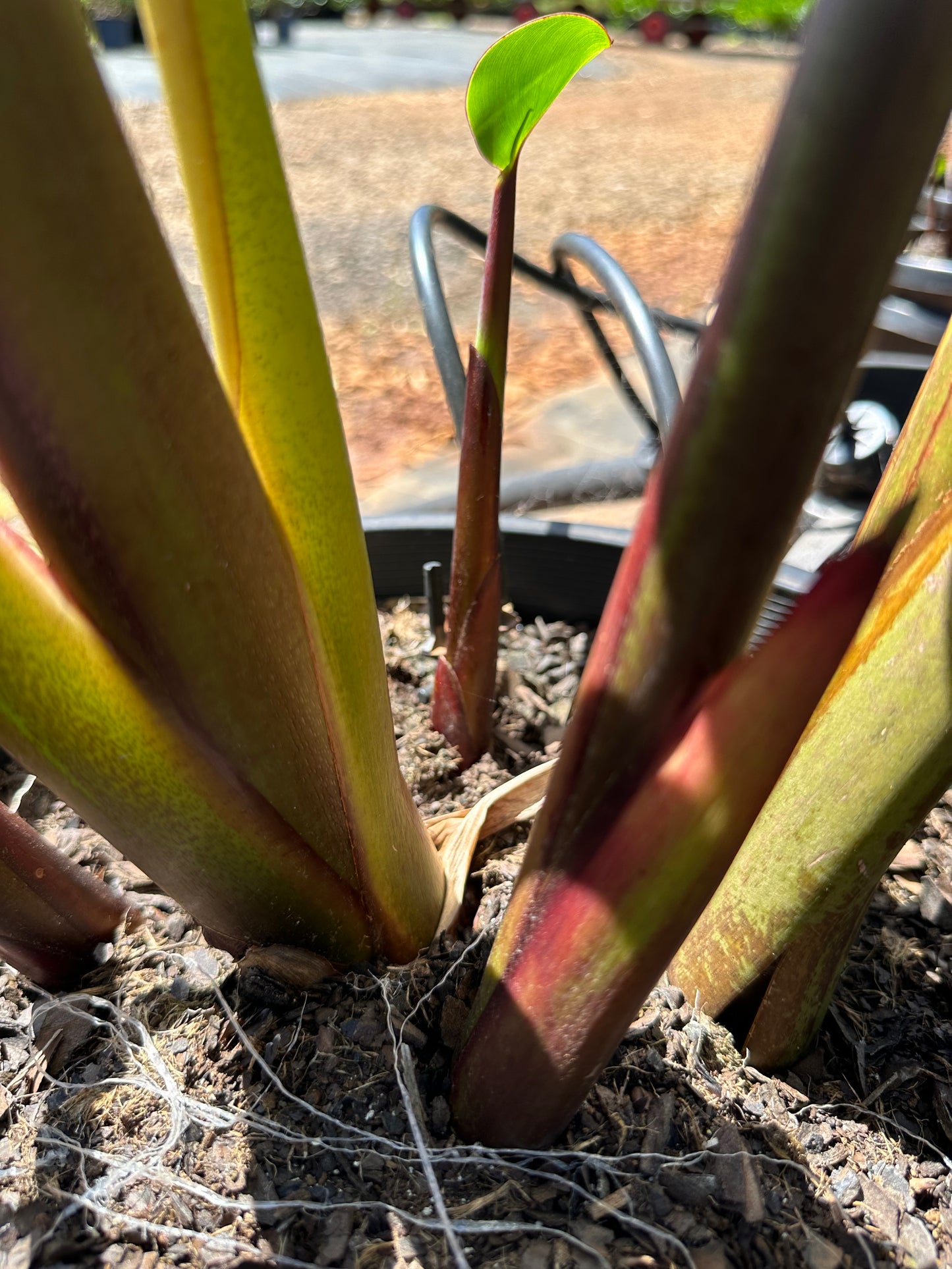 Heliconia Bihai - Chocolate Dancer