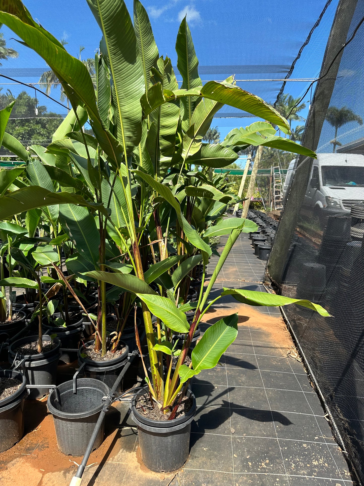 Heliconia Bihai - Chocolate Dancer