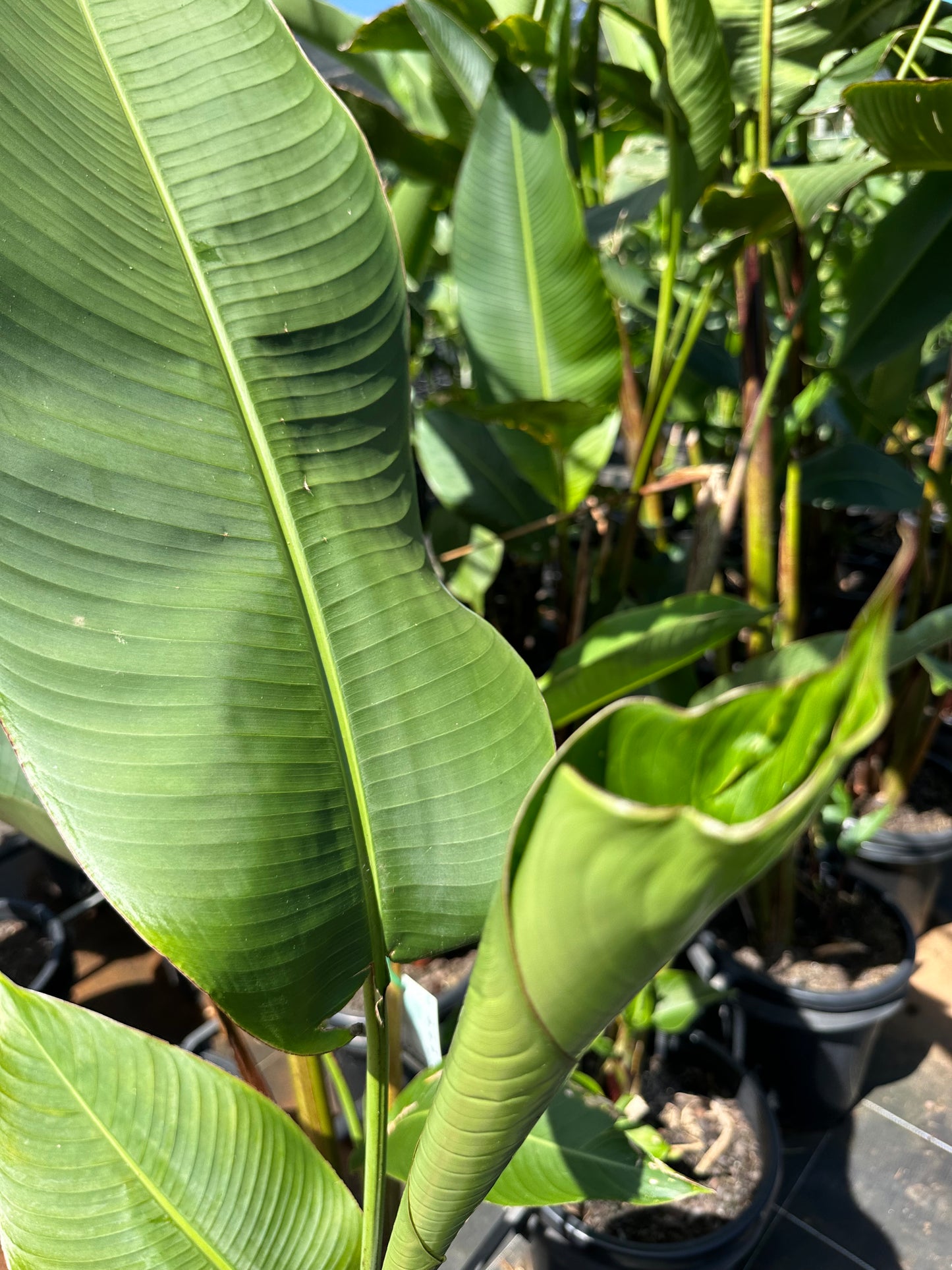 Heliconia Bihai - Chocolate Dancer