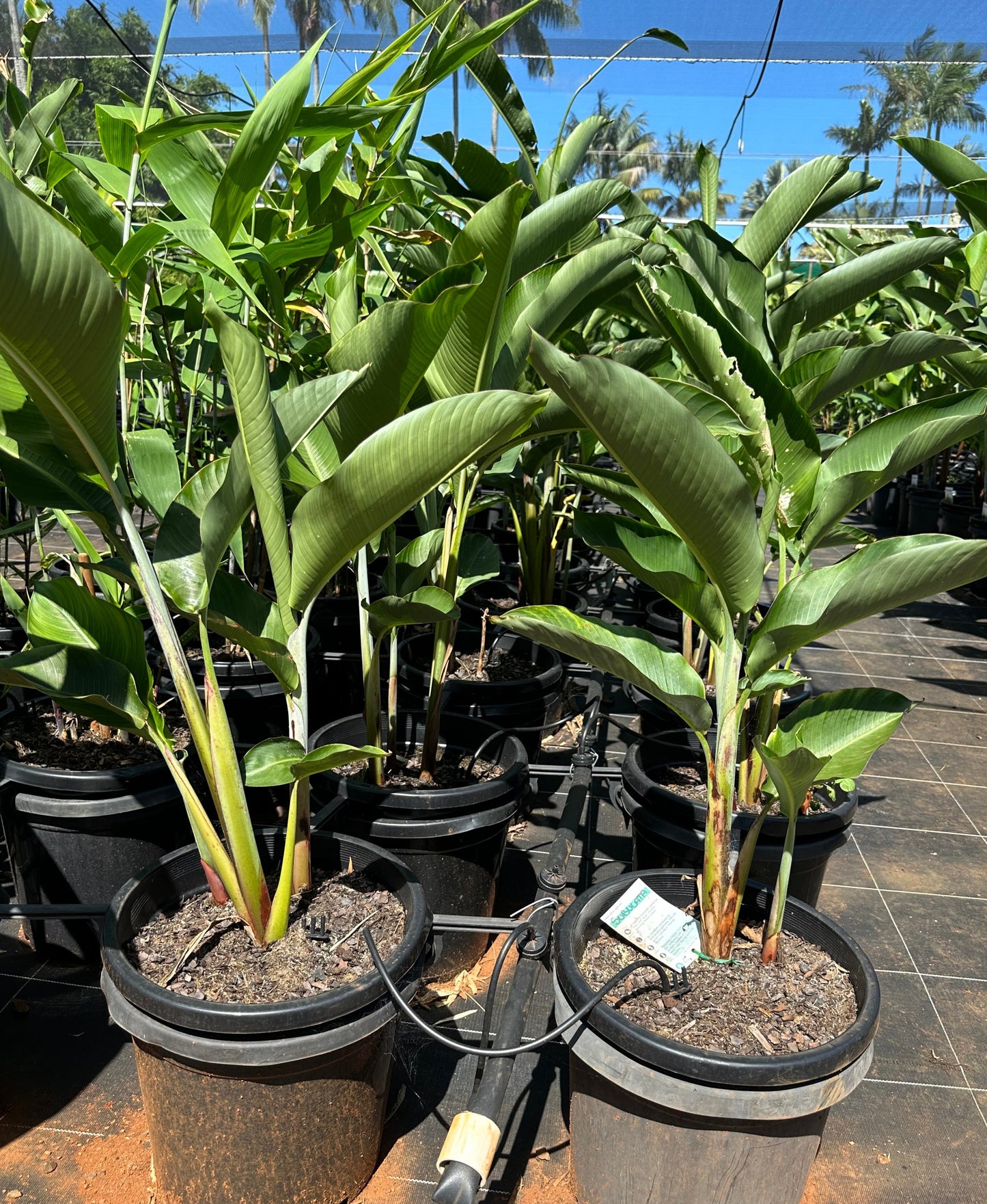 Heliconia Sabulata