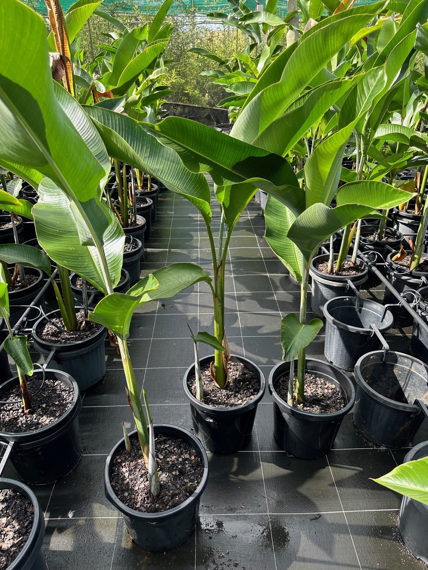 Heliconia Hot Rio Nights (Heliconia bihai x caribaea 'Hot Rio Nites')