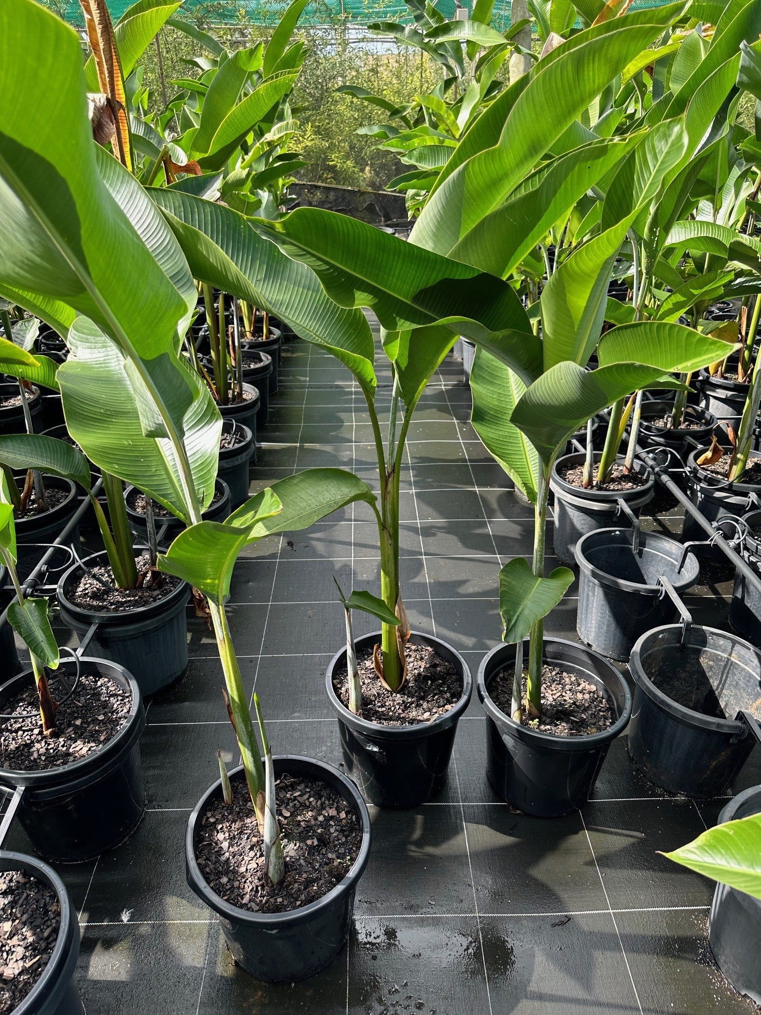 Heliconia Hot Rio Nights (Heliconia bihai x caribaea 