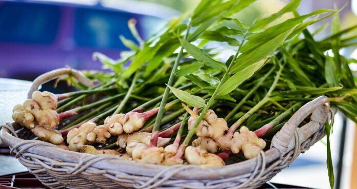 Edible Ginger - Zingiber officinale