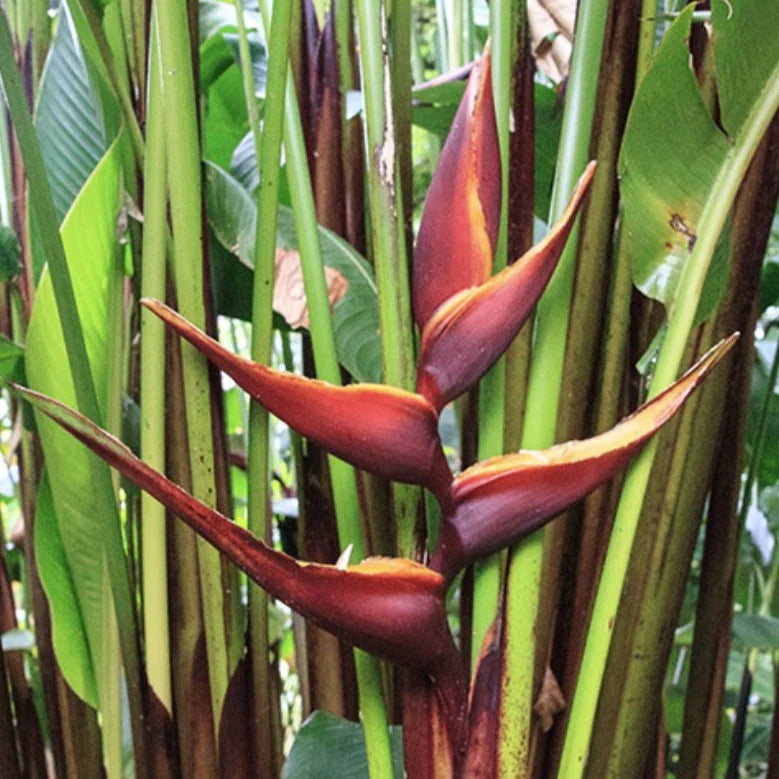 Heliconia Bihai - Chocolate Dancer