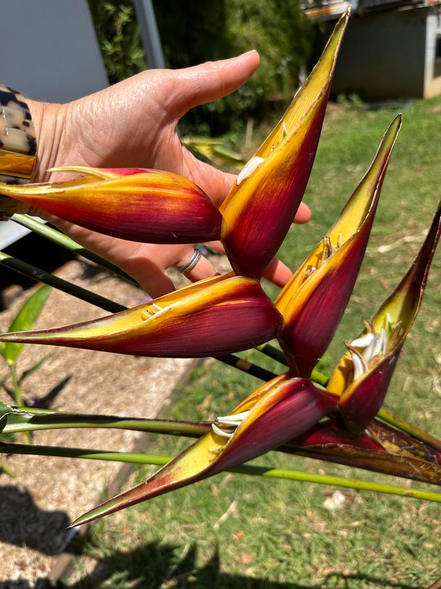 Heliconia Bihai - Chocolate Dancer