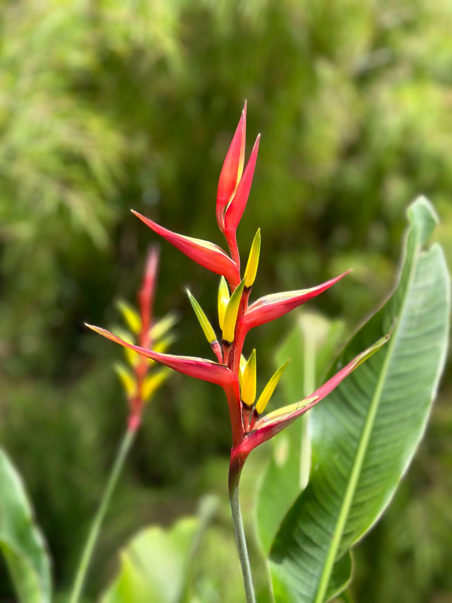 Heliconia Sabulata