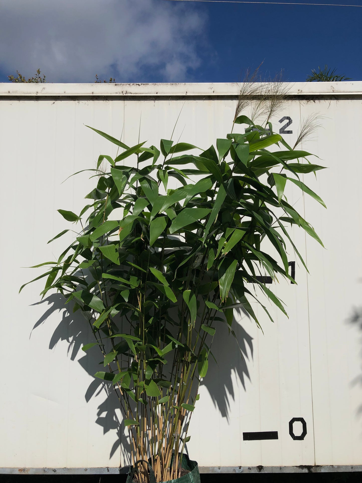 Tiger Grass (Thysanolaena maxima)