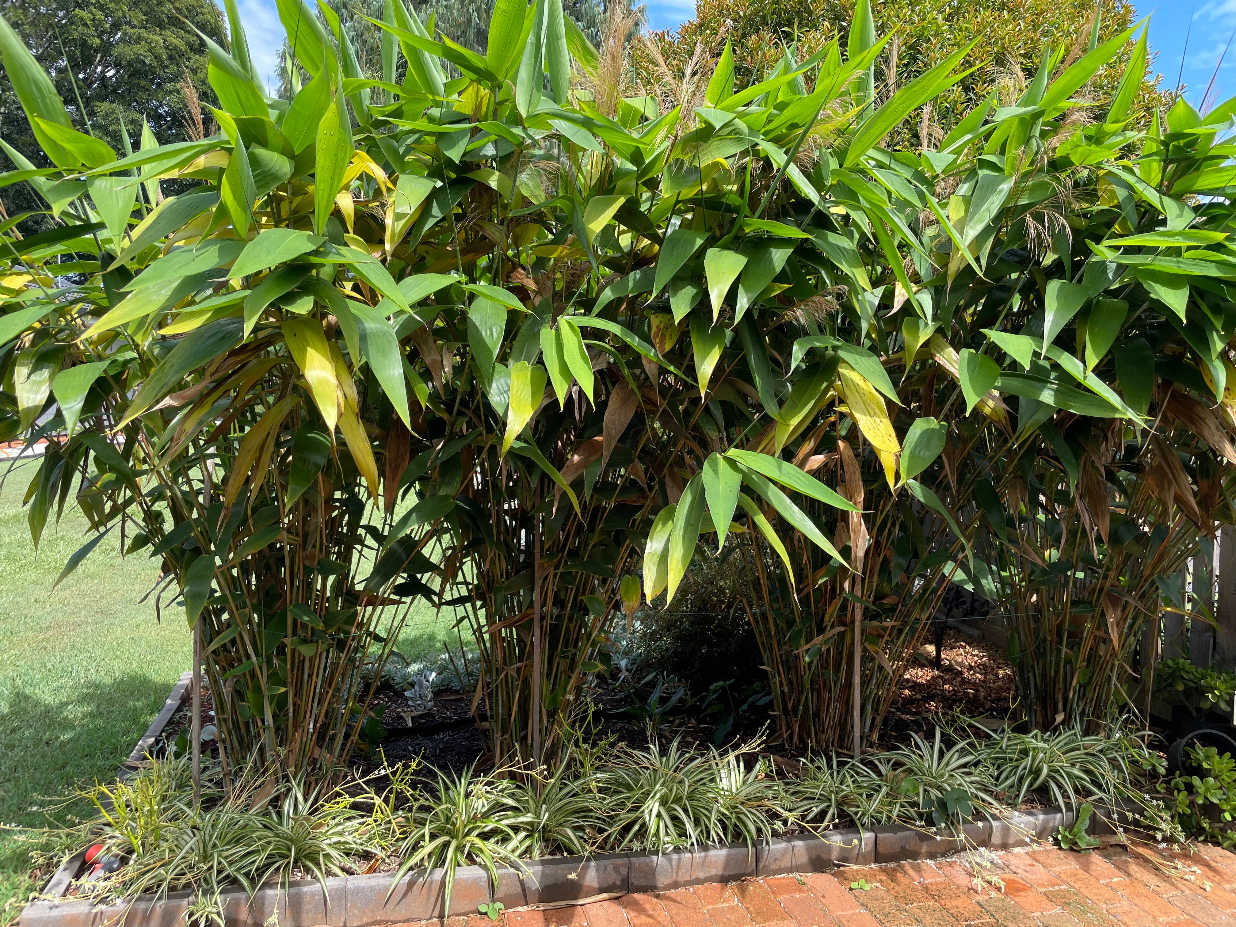 Clumping Bamboo & Tropical Plant Specialists – Bamboo World Nursery