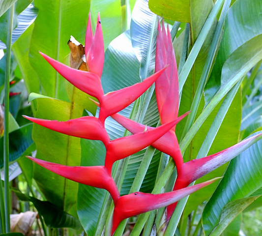 Heliconia Hot Rio Nights (Heliconia bihai x caribaea 'Hot Rio Nites')