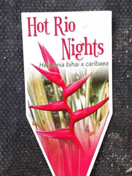 Heliconia Hot Rio Nights (Heliconia bihai x caribaea 'Hot Rio Nites')