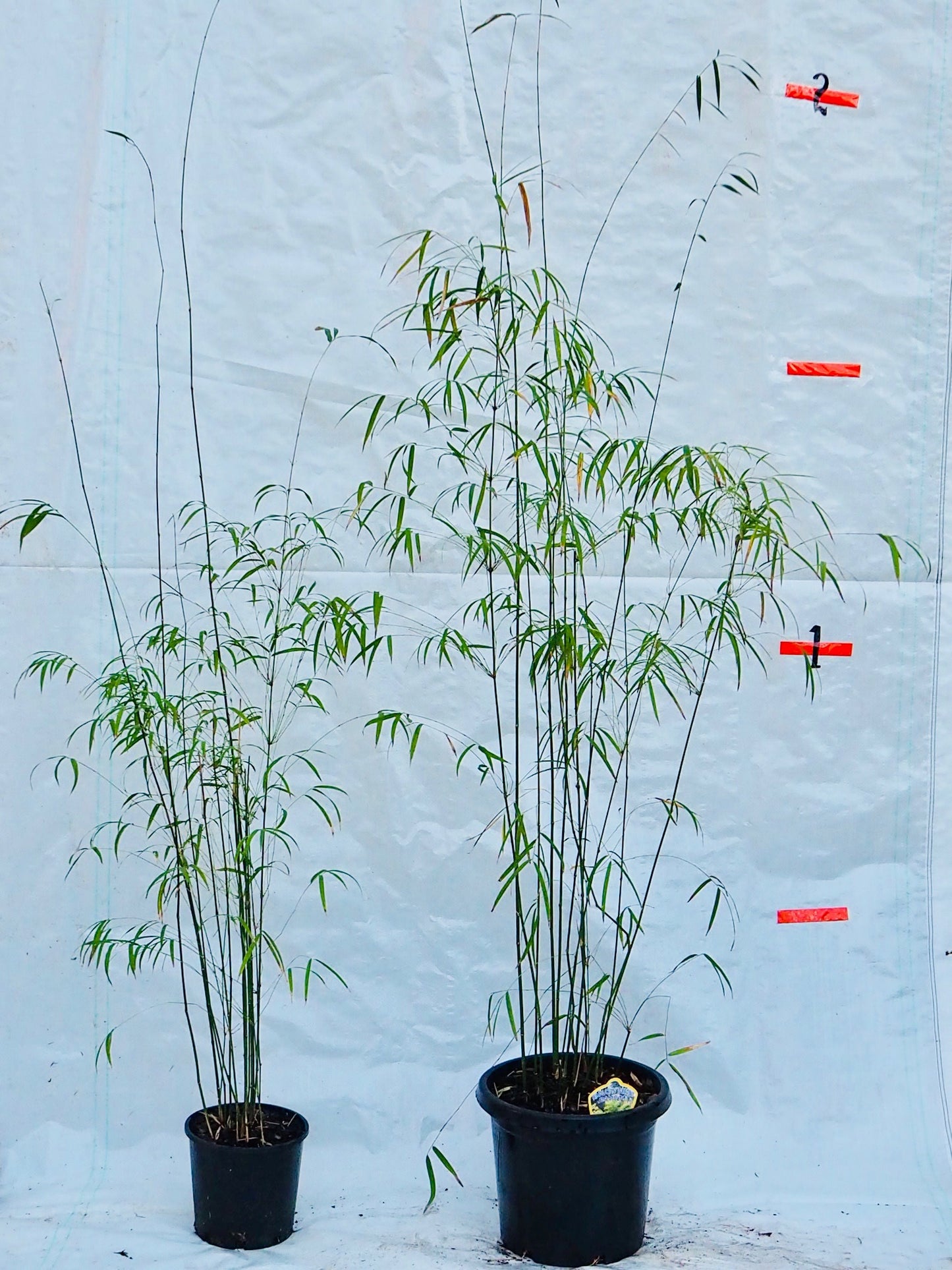 Himalayan Weeping (Drepanostachyum falcatum)