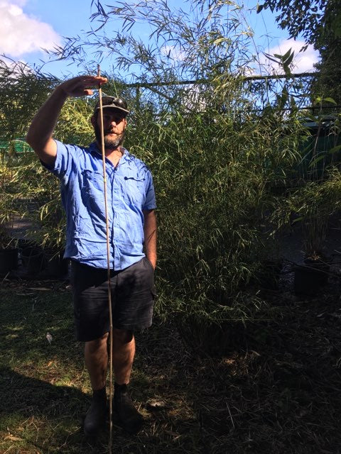 Himalayan Weeping (Drepanostachyum falcatum)