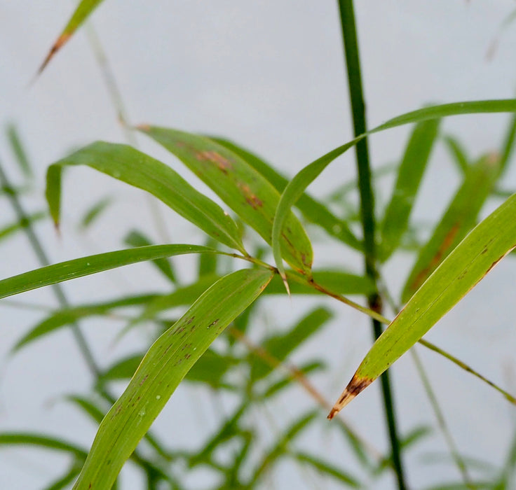 Himalayan Weeping (Drepanostachyum falcatum)