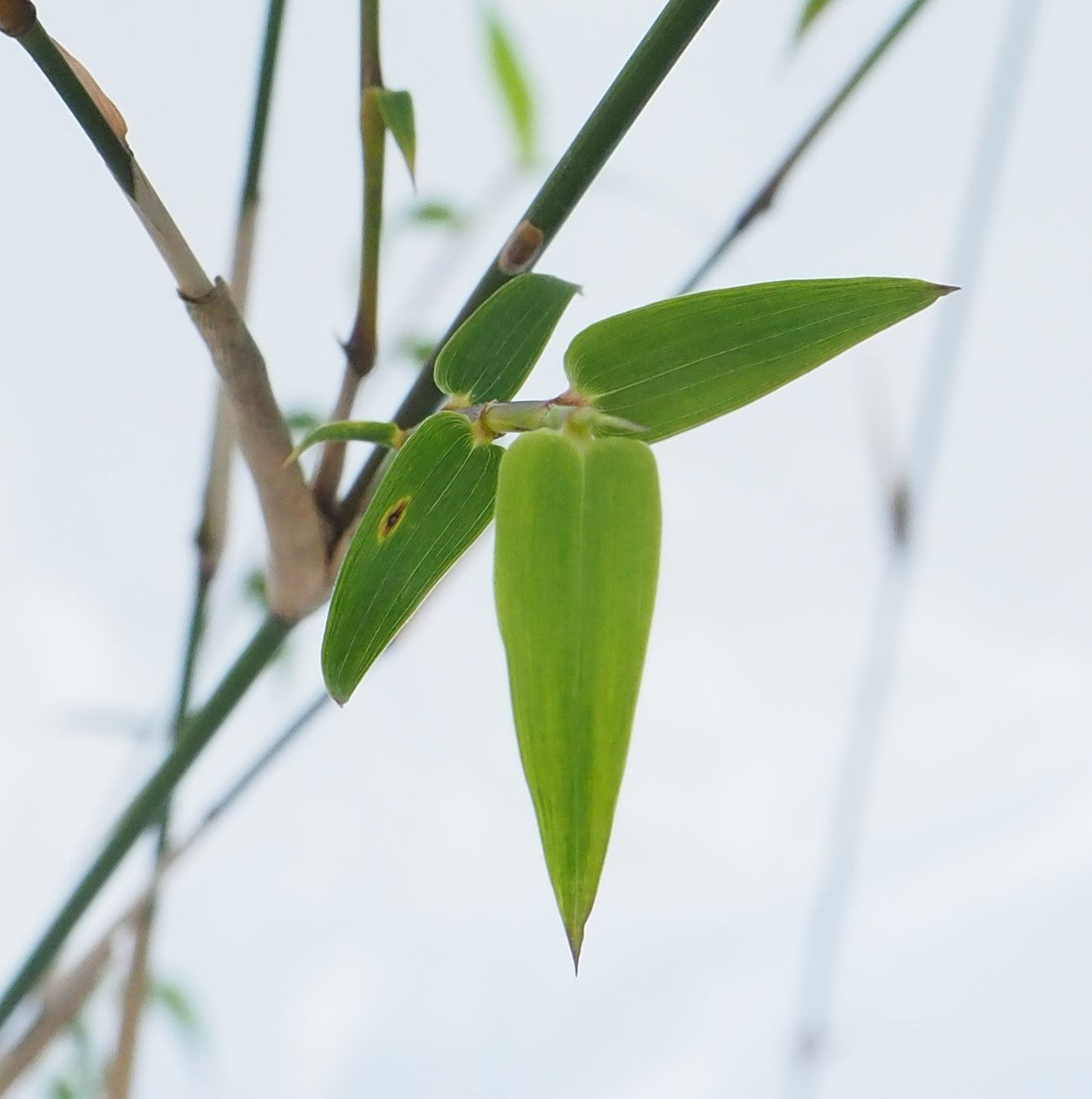 Chinese Goddess (Bambusa multiplex cv Riviereorum)