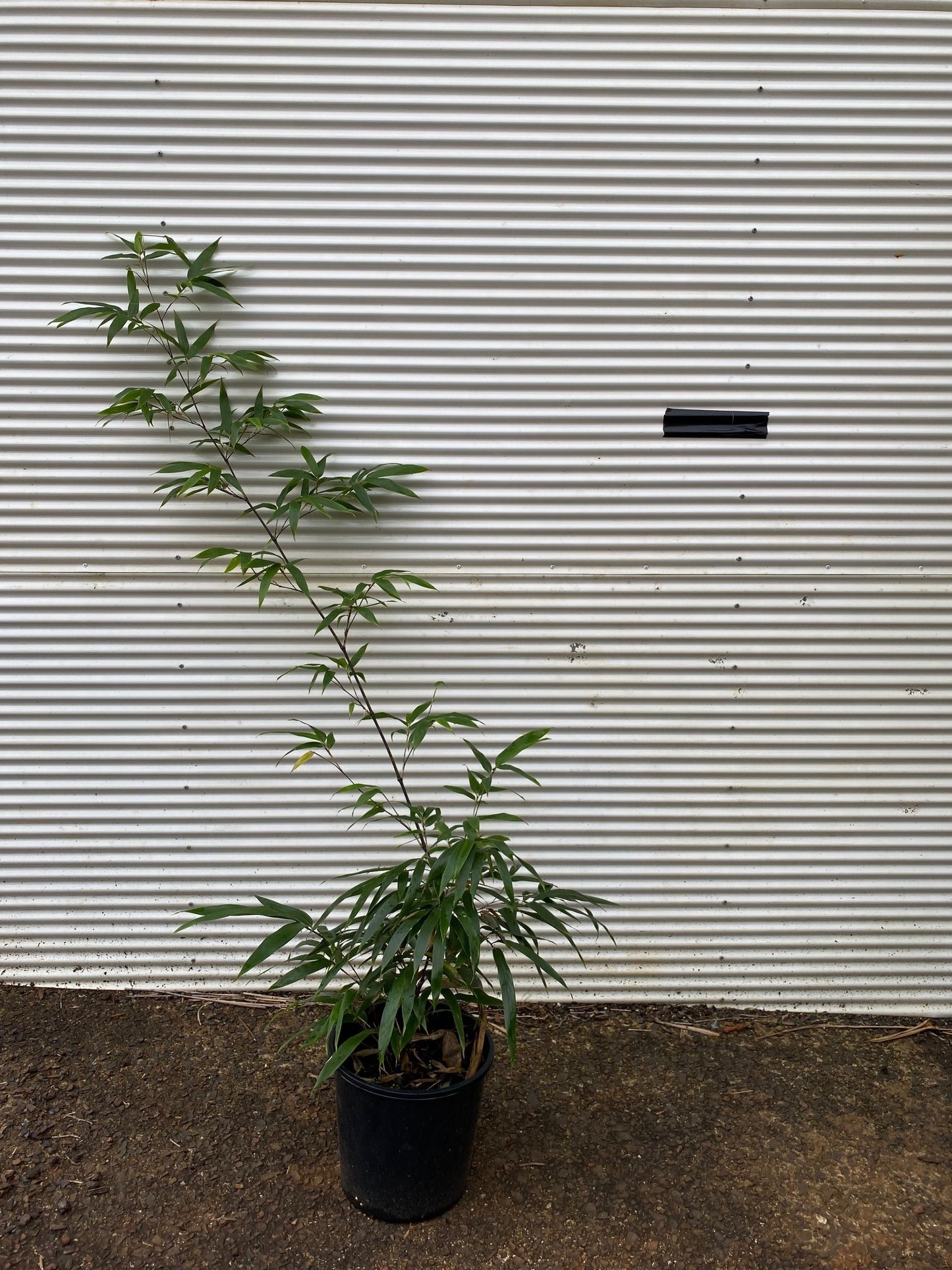 Black Bamboo Nigra - Premium Black Running Bamboo (Phyllostachys nigra) - NOTE THIS IS A RUNNING BAMBOO