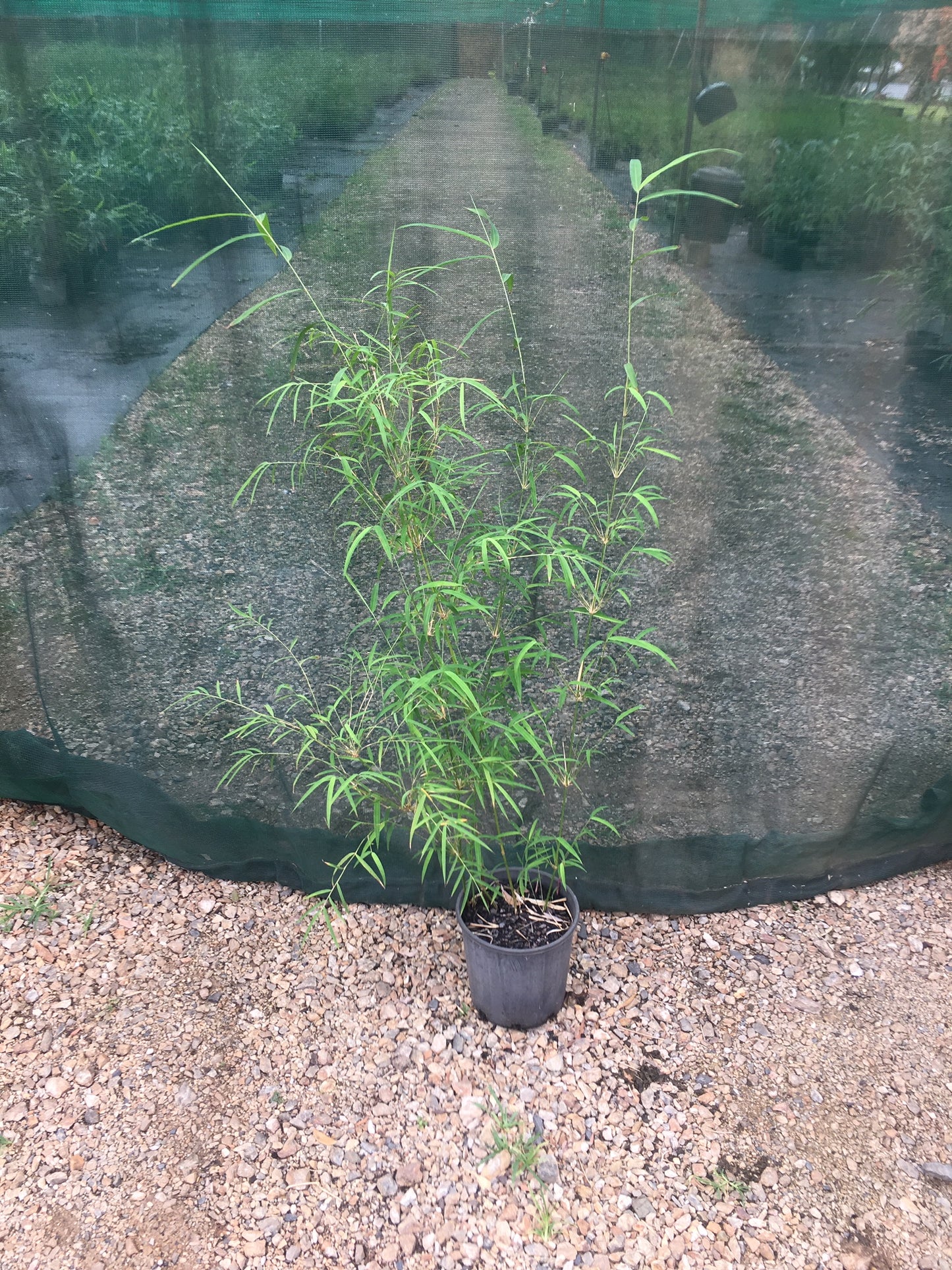 Himalayan Weeping (Drepanostachyum falcatum)