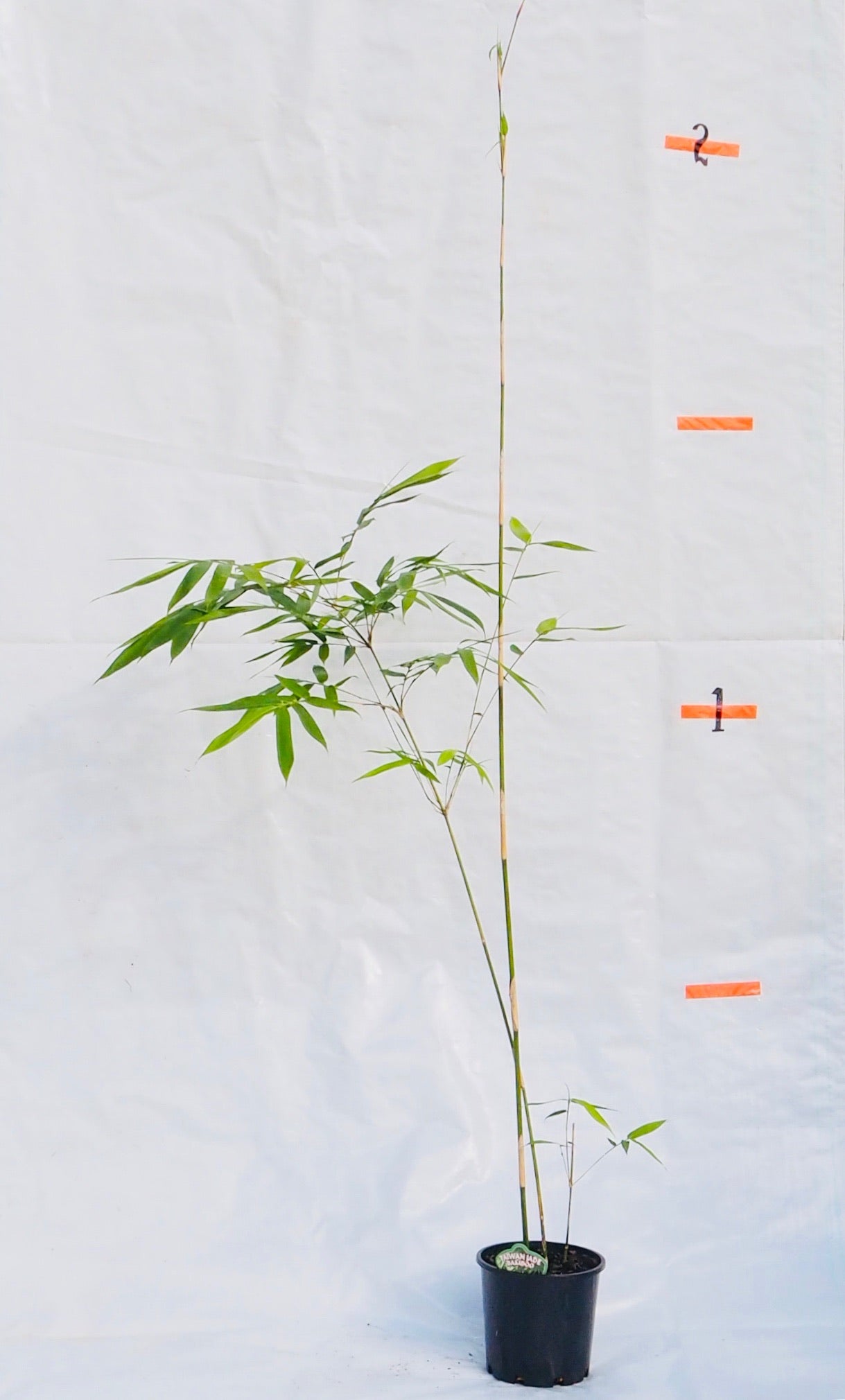 jade bamboo plant Taiwan Jade (Bambusa dolichomerithalla) – Bamboo World Nursery