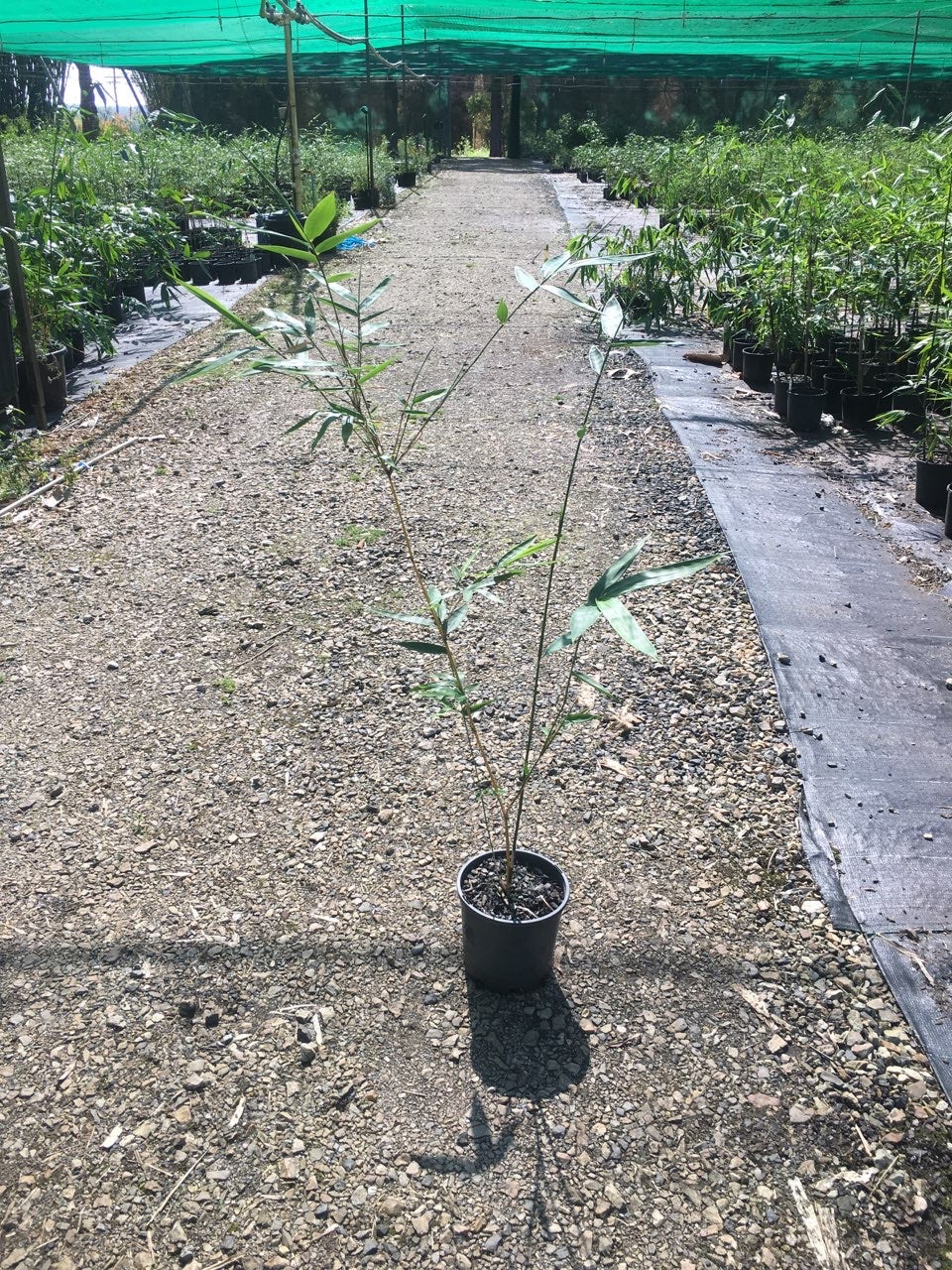 Taiwan Jade (Bambusa dolichomerithalla)