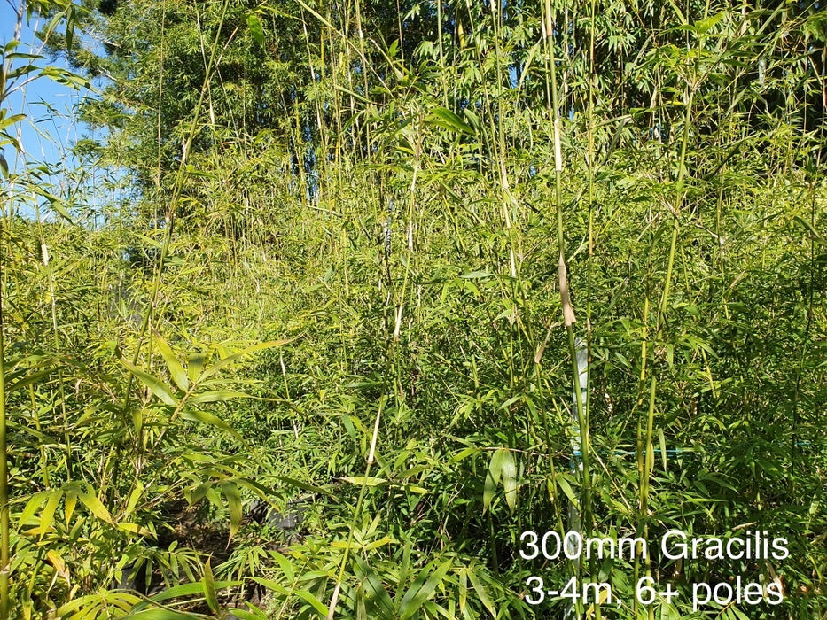 Gracilis Slender Weavers (Bambusa textilis var gracilis)