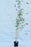 Alphonse Karr (Bambusa multiplex cv Alphonse Karr)