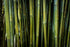 Bambusa textilis ‘Fusca’