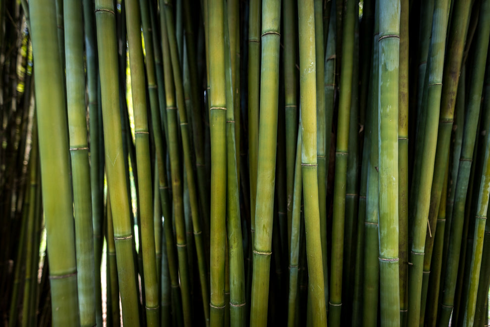 Bambusa textilis ‘Fusca’