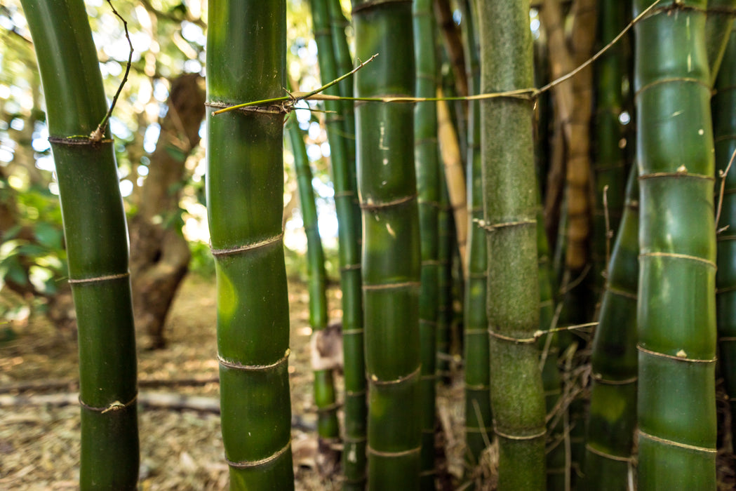 Buddha's Belly Greater or Giant (Vulgaris cv Wamin)