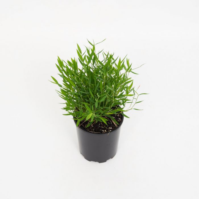 Baby Panda Grass (Poganatherum paniceum)