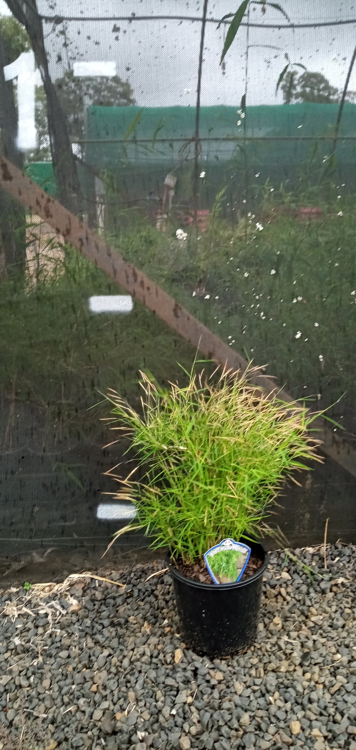 Baby Panda Grass (Poganatherum paniceum)