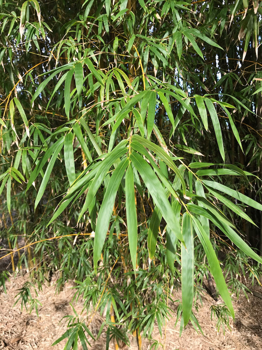 China Gold (Bambusa eutuldoides var Viridi-vittata)