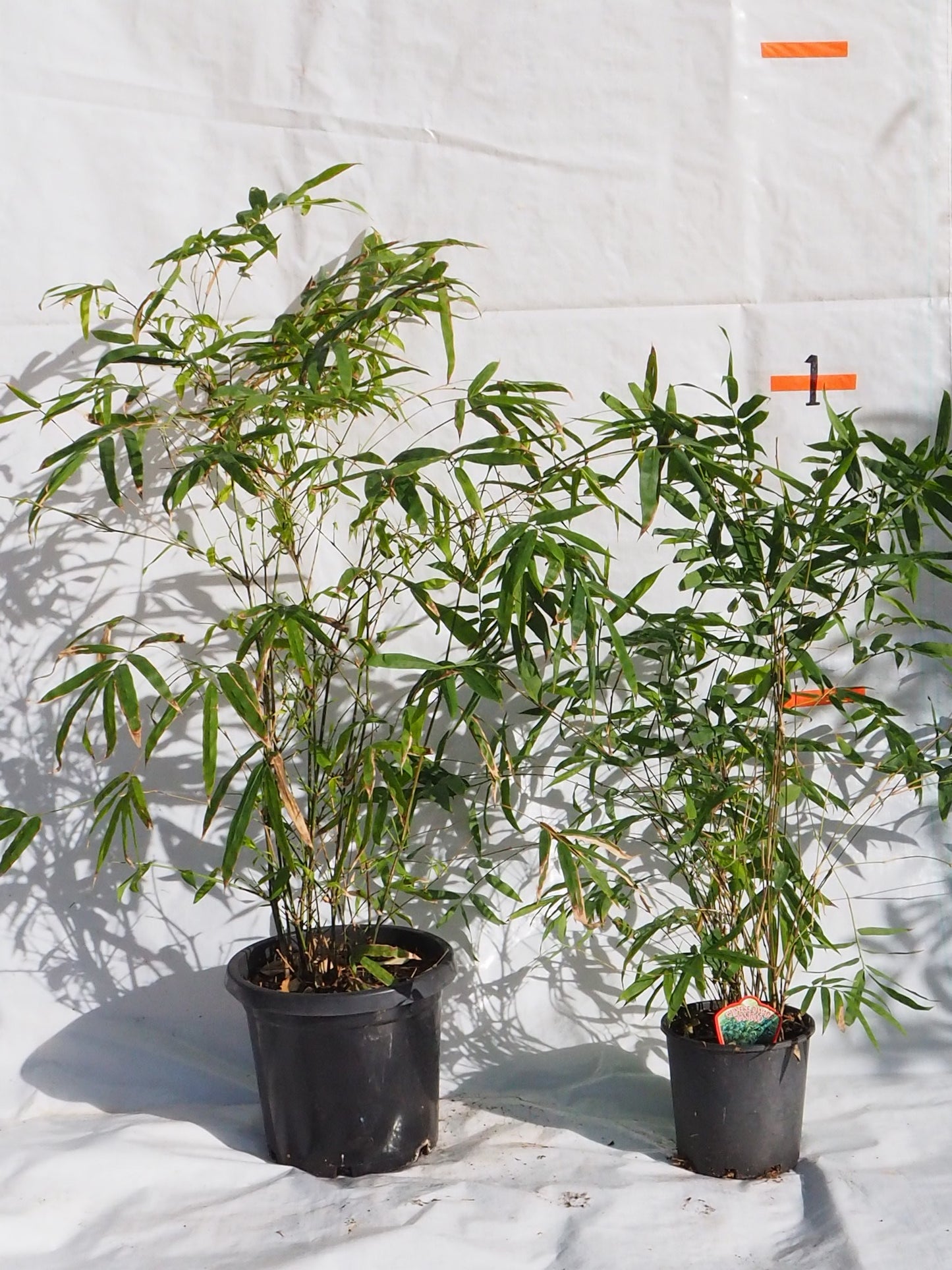 Chinese Dwarf (Bambusa guangxiensis)