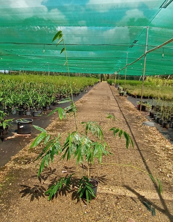 Ghost Bamboo (Dendrocalamus minor var Amoenus)