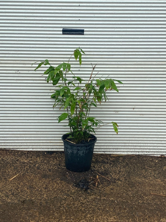 Guadua angustifolia (Colombian Giant Thorny) Bamboo