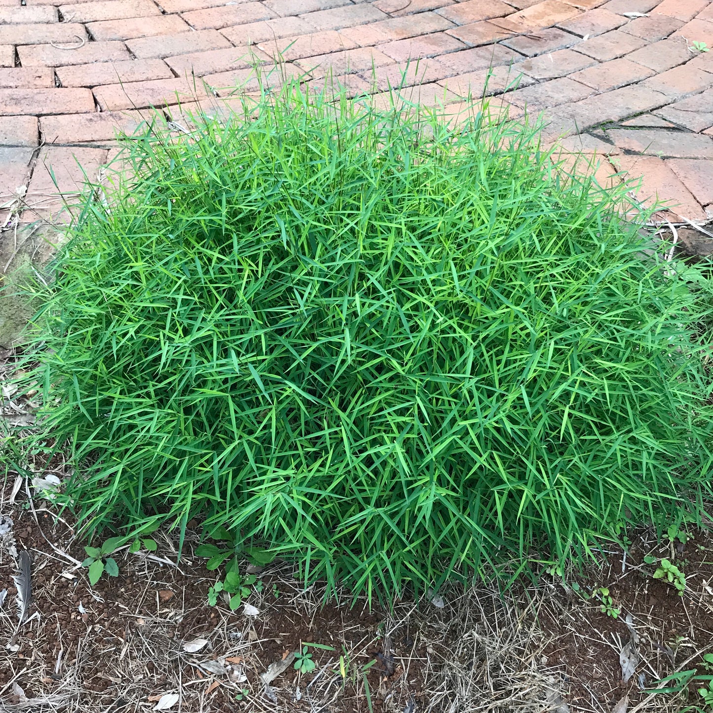 Baby Panda Grass (Poganatherum paniceum)