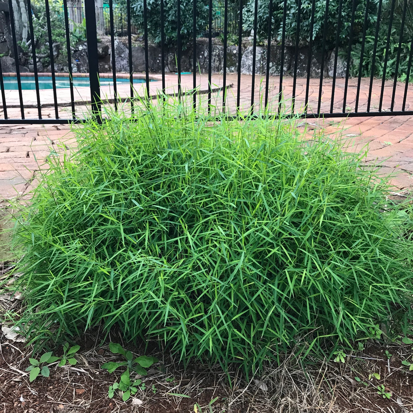 Baby Panda Grass (Poganatherum paniceum)