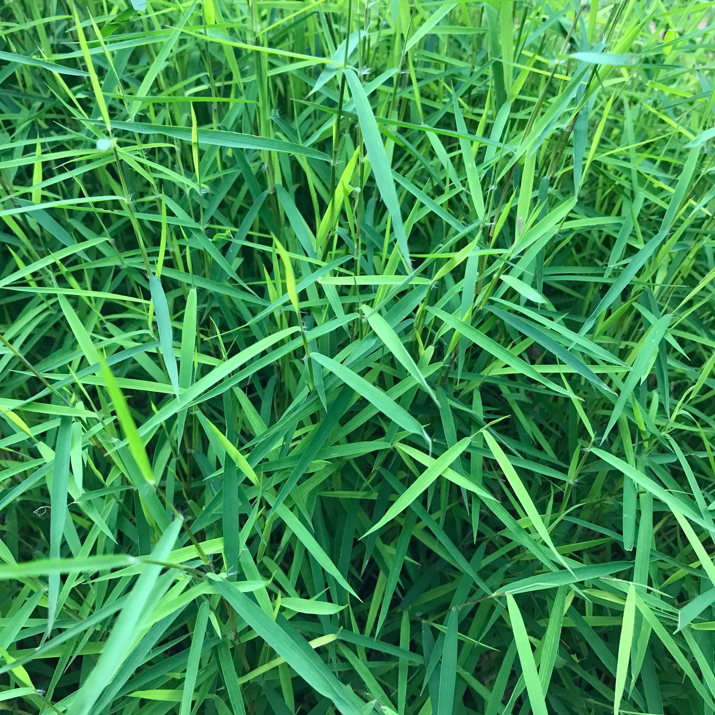 Baby Panda Grass (Poganatherum paniceum)