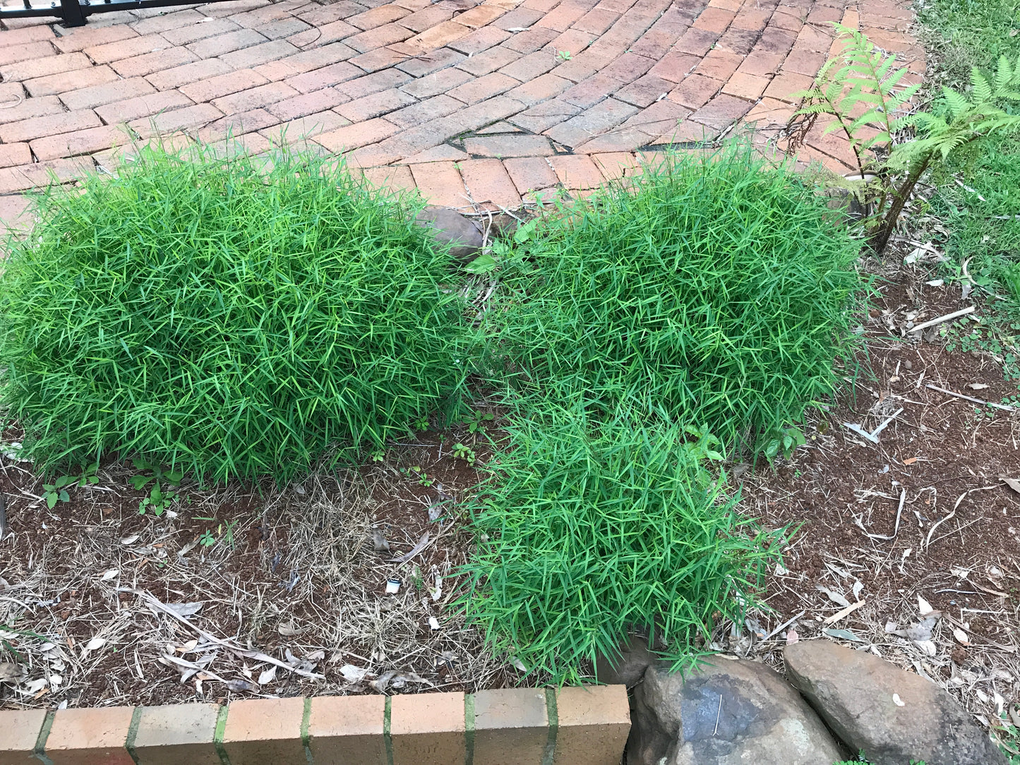 Baby Panda Grass (Poganatherum paniceum)