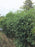 Gracilis Slender Weavers (Bambusa textilis var gracilis)