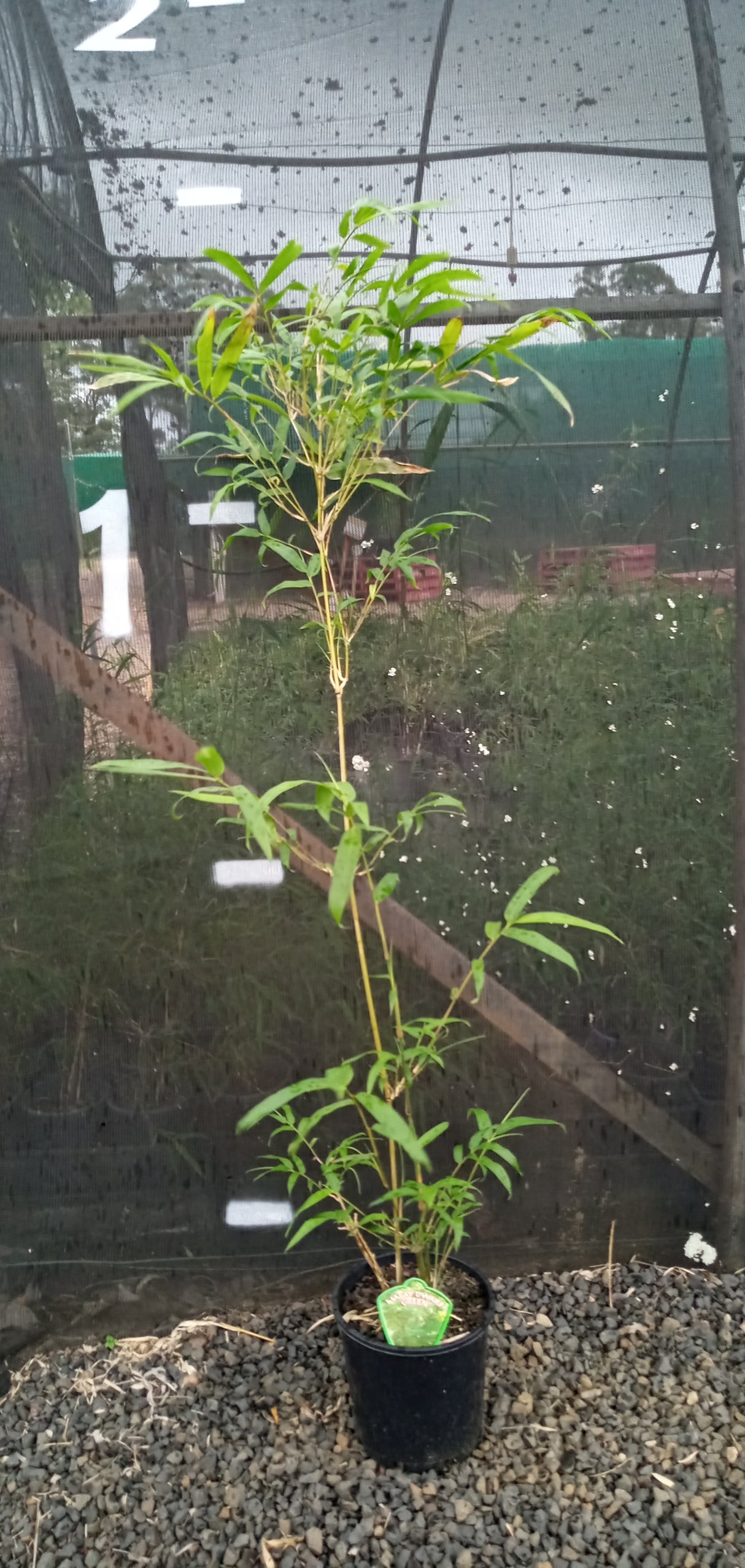 Malay Dwarf Green (Bambusa heterostachya) — Bamboo World Nursery