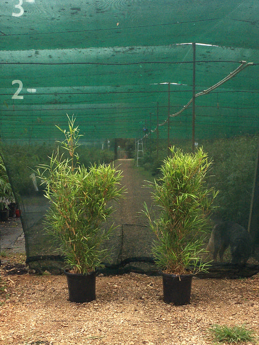 Malay Dwarf Varigated (Bambusa heterostachya variegated)