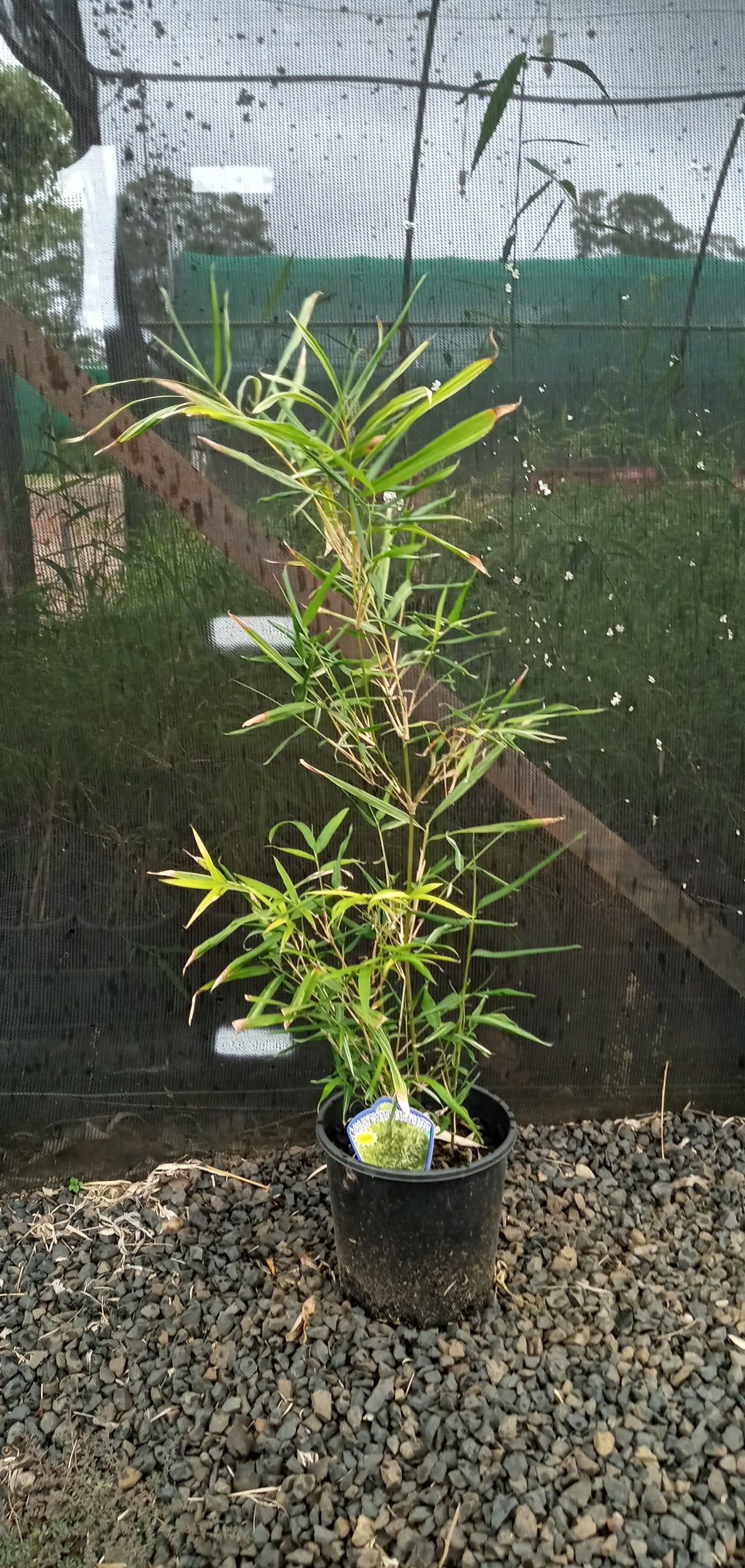 Malay Dwarf Varigated (Bambusa heterostachya variegated)