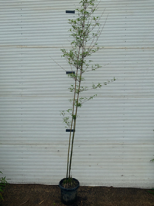 Monastery Bamboo (Thyrostachys Siamensis)